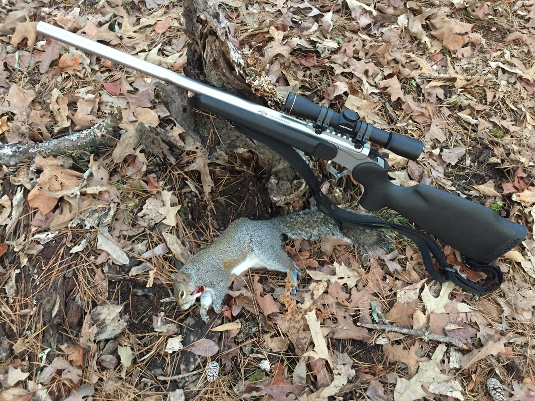 squirrel 02232022 1