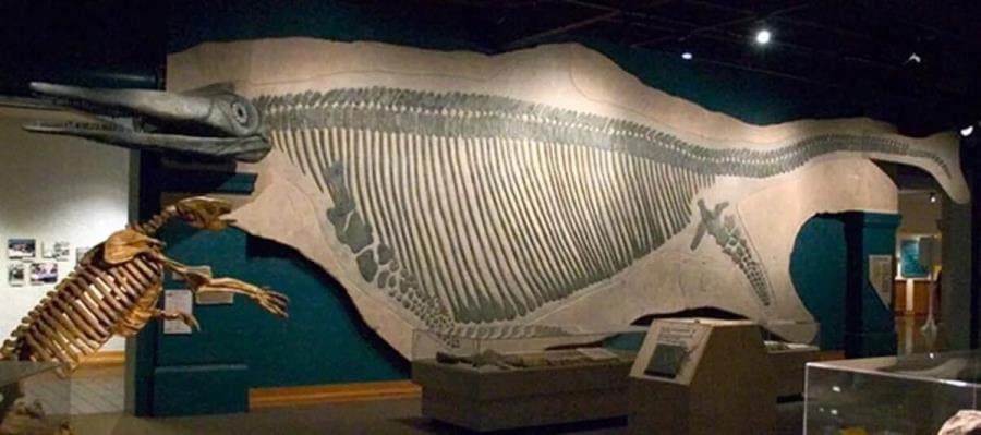 В парке найдены окаменелости динозавров Shonisaurus В парке найдены окаменелости динозавров Shonisaurus