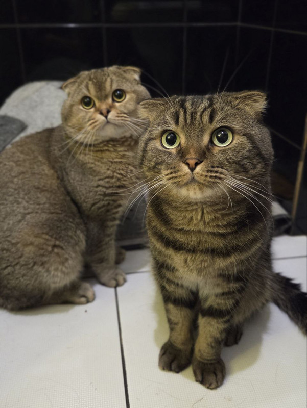 Лютик и Тима