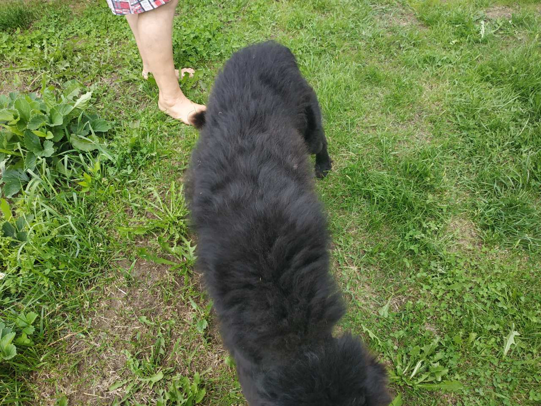 Черная собака4