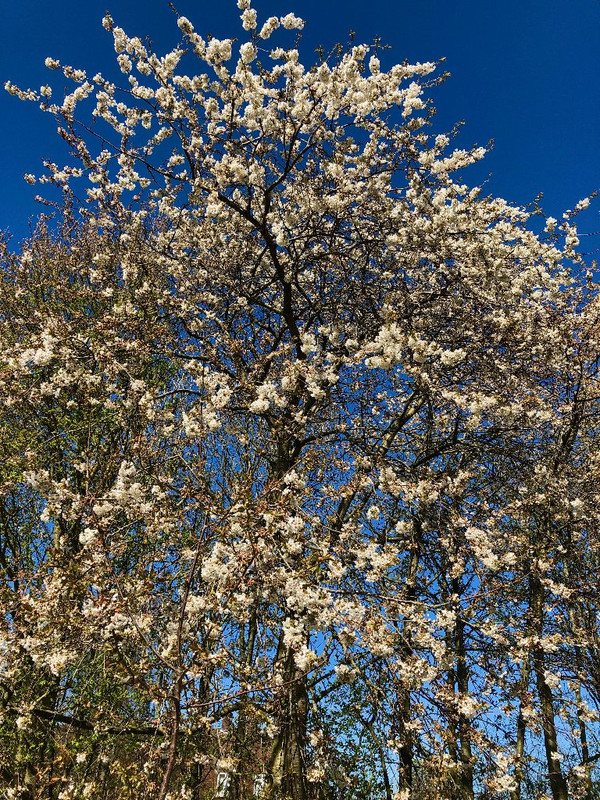 cherry-blossom-april2020.jpg