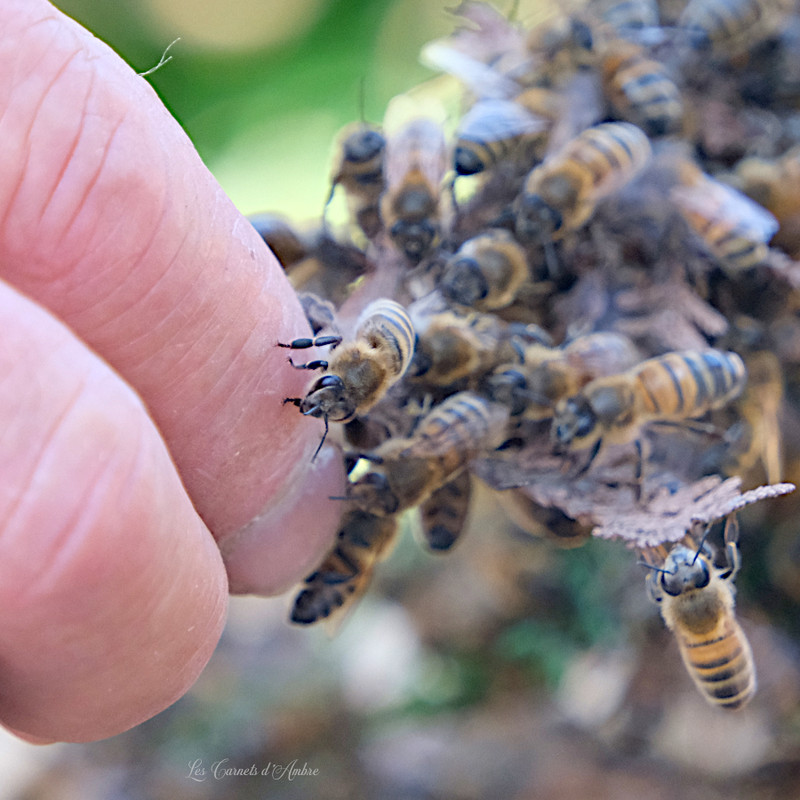 Abeilles posées sur la main