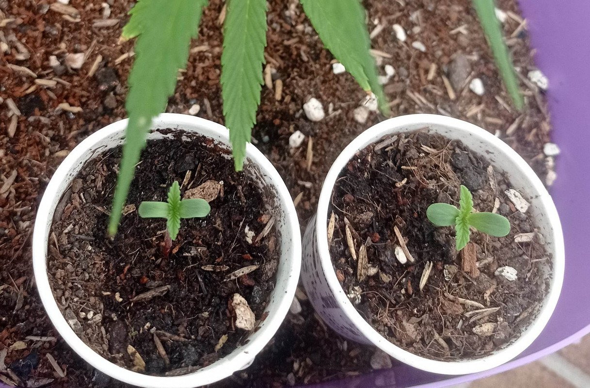 316737930_1207072413541001_7064734827532165116_n