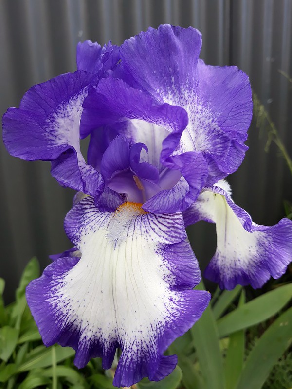 purpleirismedium.jpg