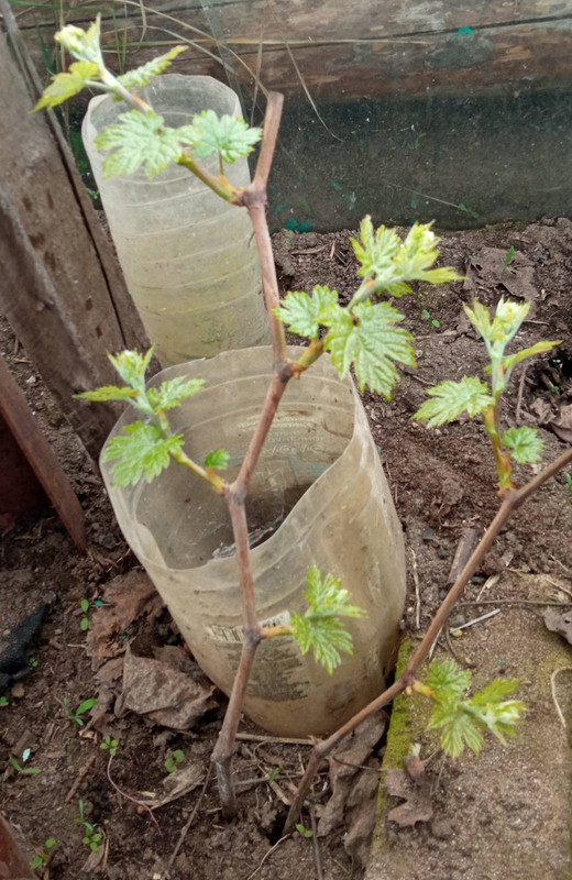 Рембо 2023-04-23