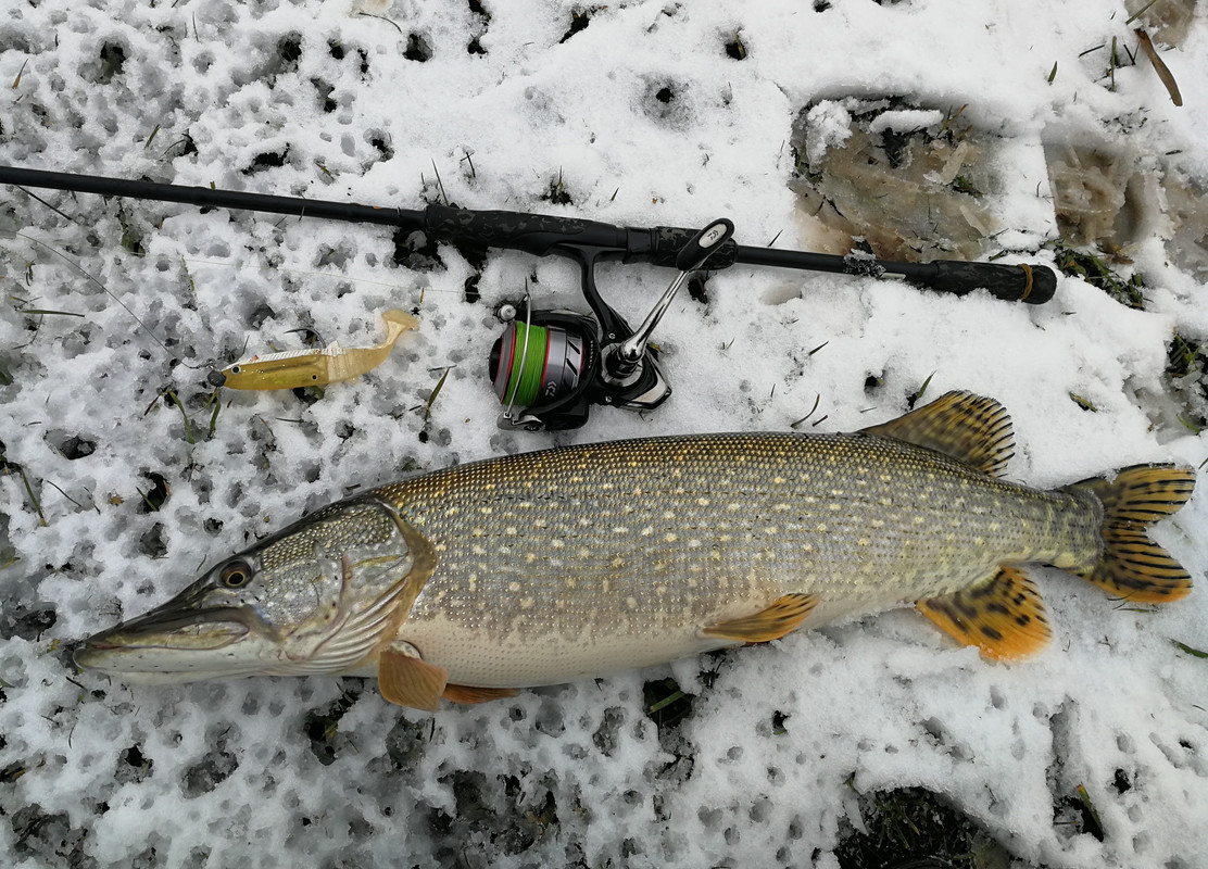 Štuka 15 - 12.10.2020 70cm