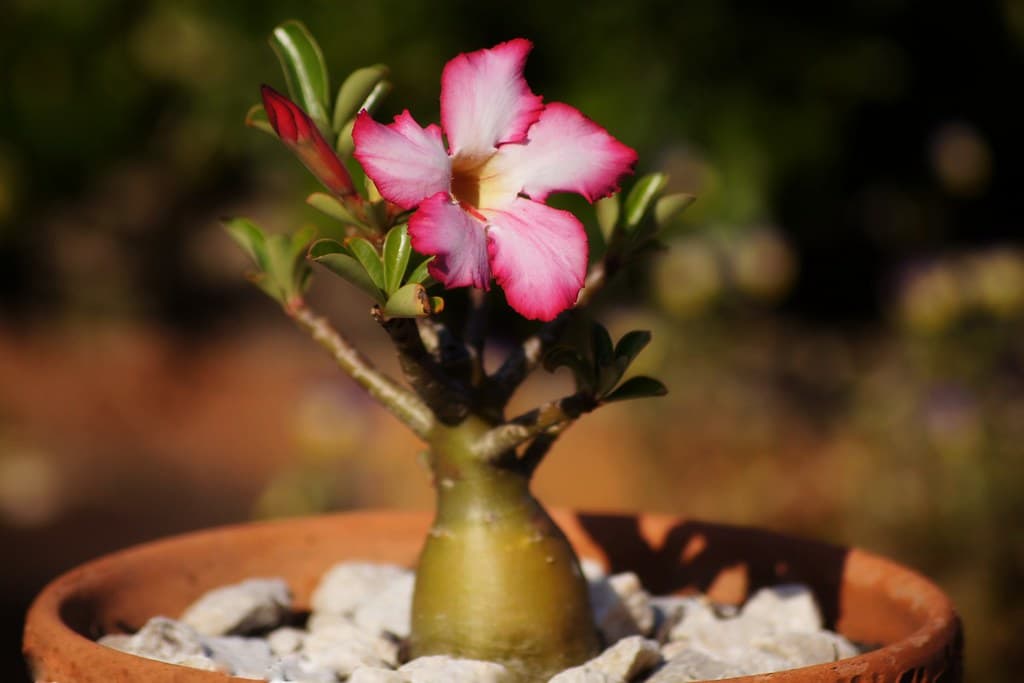 small-adenium-plant.jpg
