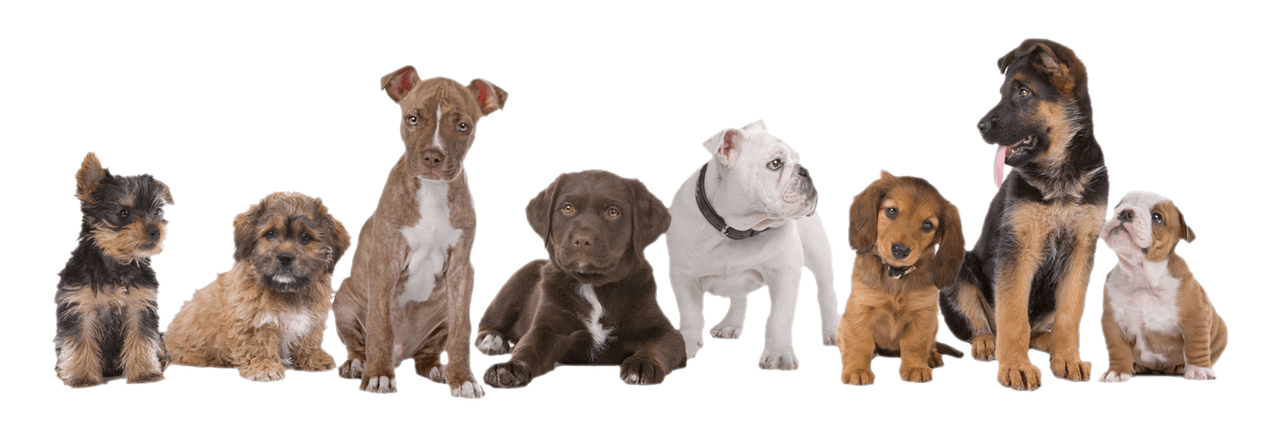 Cute Puppy