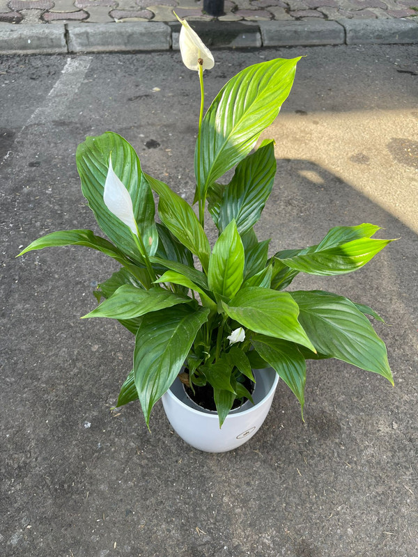 Spatifium mare 1.20 m