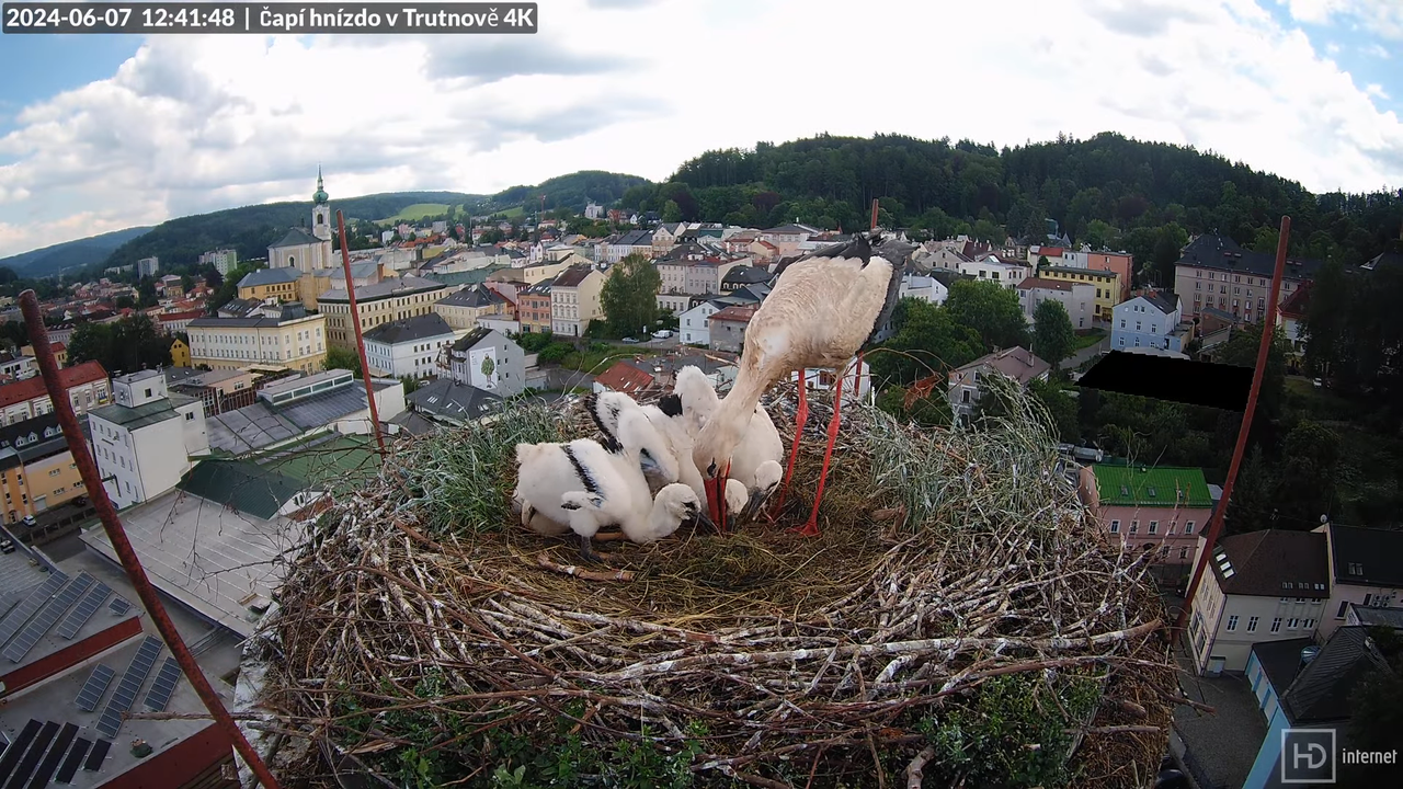 Tiešraidē no stārķa ligzdas uz alus darītavas skursteņa Trutnovā 13-38-16 screenshot