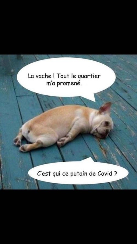 blagues-coronavirus-chien.jpeg
