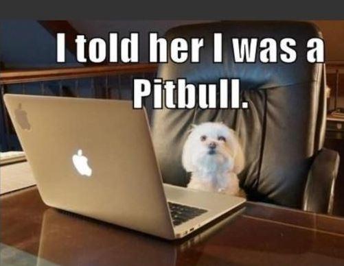 i-told-her-i-was-a-pitbull-quote-1.jpg