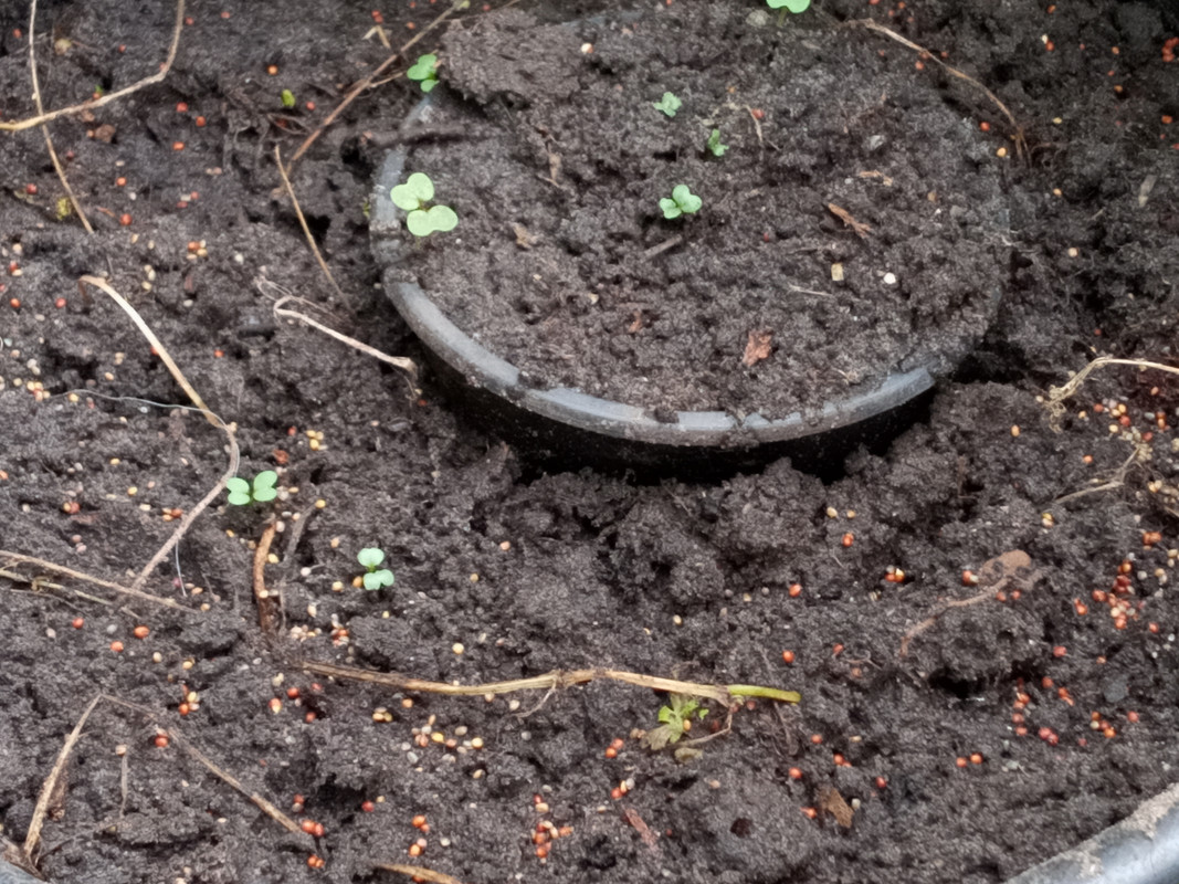 [Image: 20200715-090159.jpg]