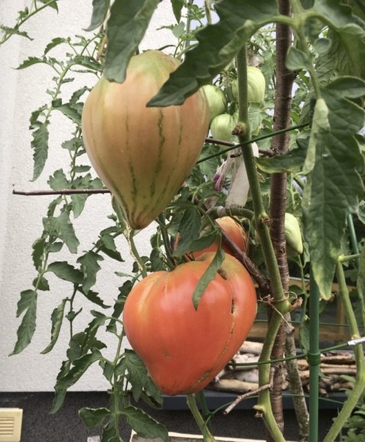 CA8457E3-834E-4B82-9705-75DF40693435