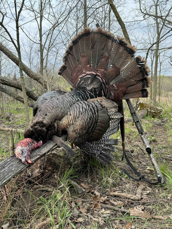 2024 Michigan Gobbler