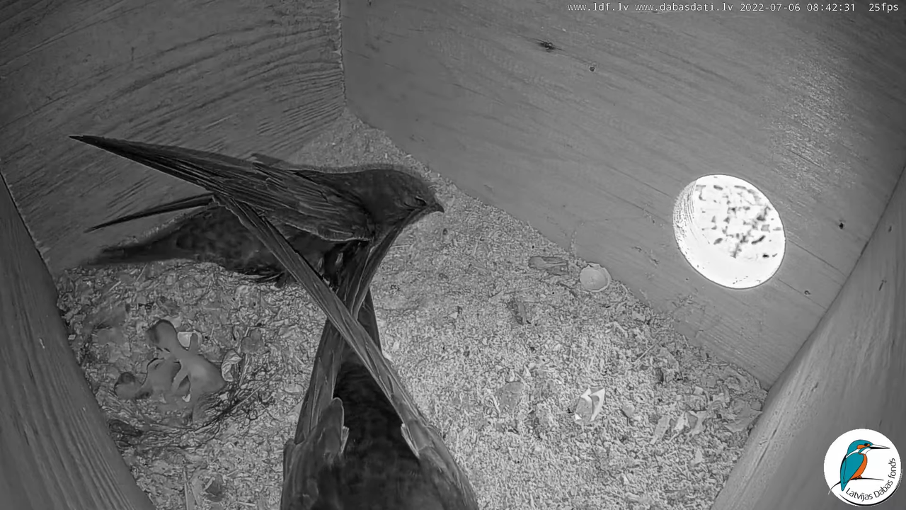 Svīre (Apus apus) Cēsu pils - LDF tiešraide _ Būris 11-24-36 screenshot