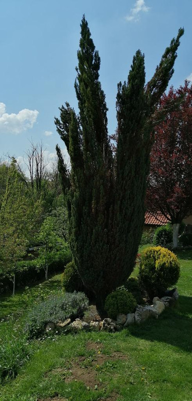 Slika