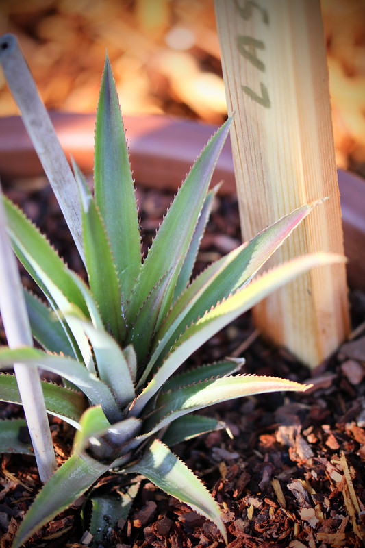 B4DD84FC-2F2F-446B-909D-3ECE0872F3F2_1_201_a