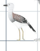 eutreptornis late eocene