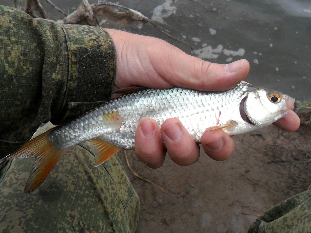 Кочебахтино 2.08.13 3