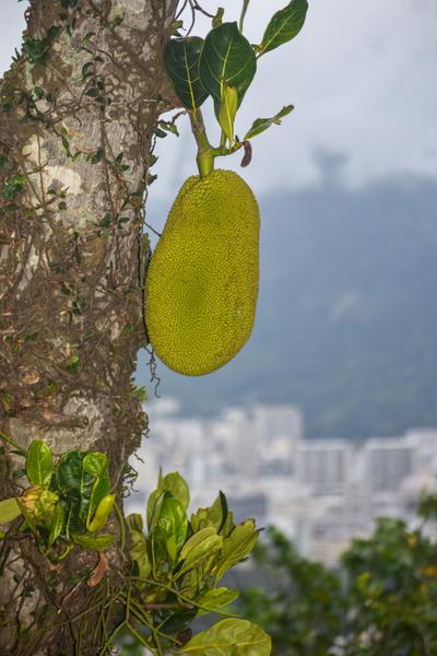 В джазе только девушки или аргентинско-бразильский калейдоскоп В джазе только девушки или аргентинско-бразильский калейдоскоп