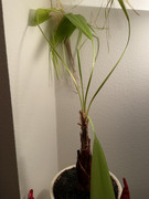 IMG-0983