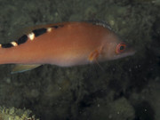 08004_09-09-1Pois-8030064