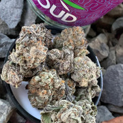 cannabis plants