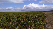 P-20200925-124616-p.jpg