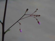 4.1.itty bitty orchids I