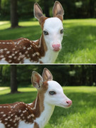 thishowthingswork-A-fawn-named-Dragon-was-born-at-Deer-Tracks-Junction-an-animal-farm-in-Cedar-(2)