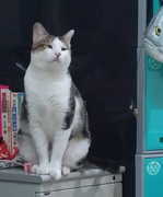 2017-12-16 07.45.56 1671169747004512755_338237262