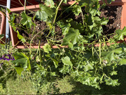 IMG-3615