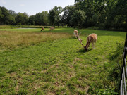 Road Trip Holanda con niños - Blogs de Holanda - Castillo de Haar y Leiden (4)