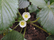 26.1.life and death of a strawberry I