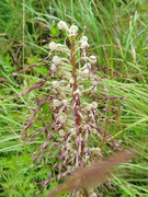 Orchis-bouc.jpg