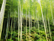 light-(6)