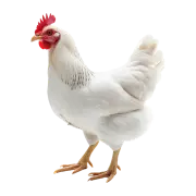 Chicken Icon