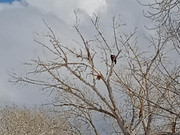 [Image: eagle-at-North-marina.jpg]