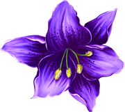 MVDLavender-Love-091