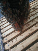 photo_2020-06-16_07-17-36