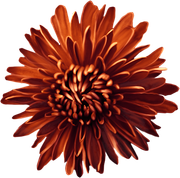 ISmell-Autumn-LL-Element81