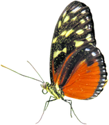 Pumpkinfairykitpudnbutterfly