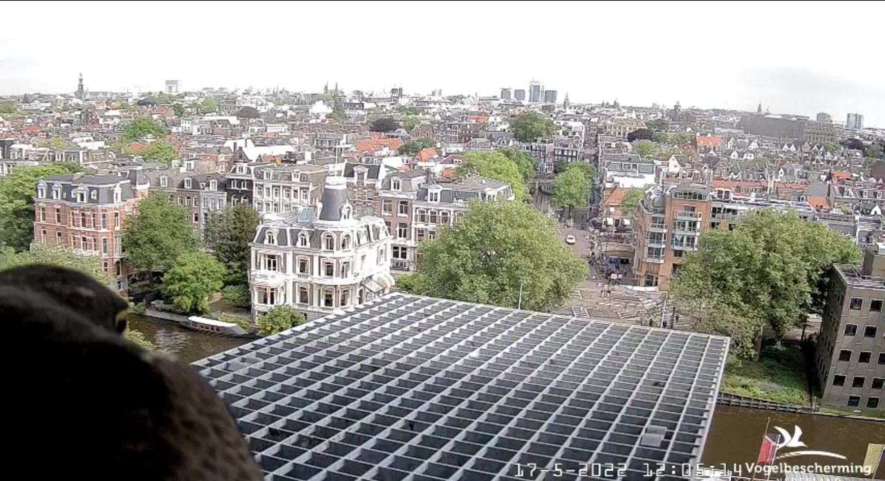 amsterdam - Amsterdam/Rijksmuseum screenshots © Beleef de Lente/Vogelbescherming Nederland Video-2022-05-17-120650-Moment-7