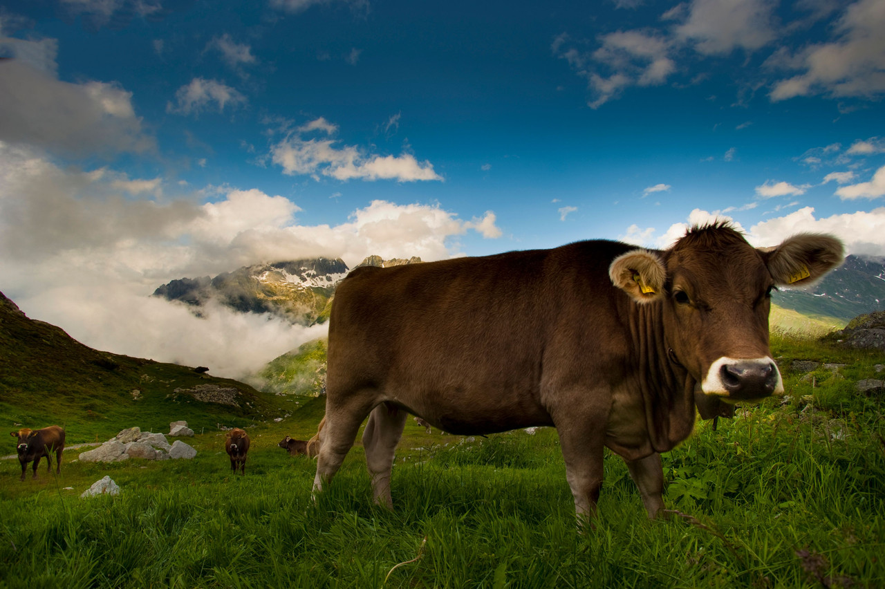 L’examen ostéopathique du bovin : organisation d’approche et spécificités cliniques par rapport au cheval