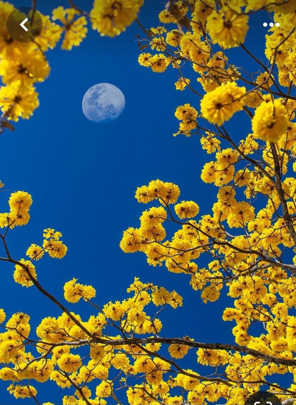 Screenshot_20240325_235219_Pinterest