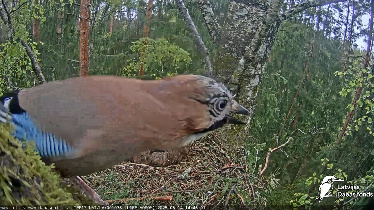 Mazais ērglis (Clanga pomarina), ligzda bērzā 18-51-6 screenshot