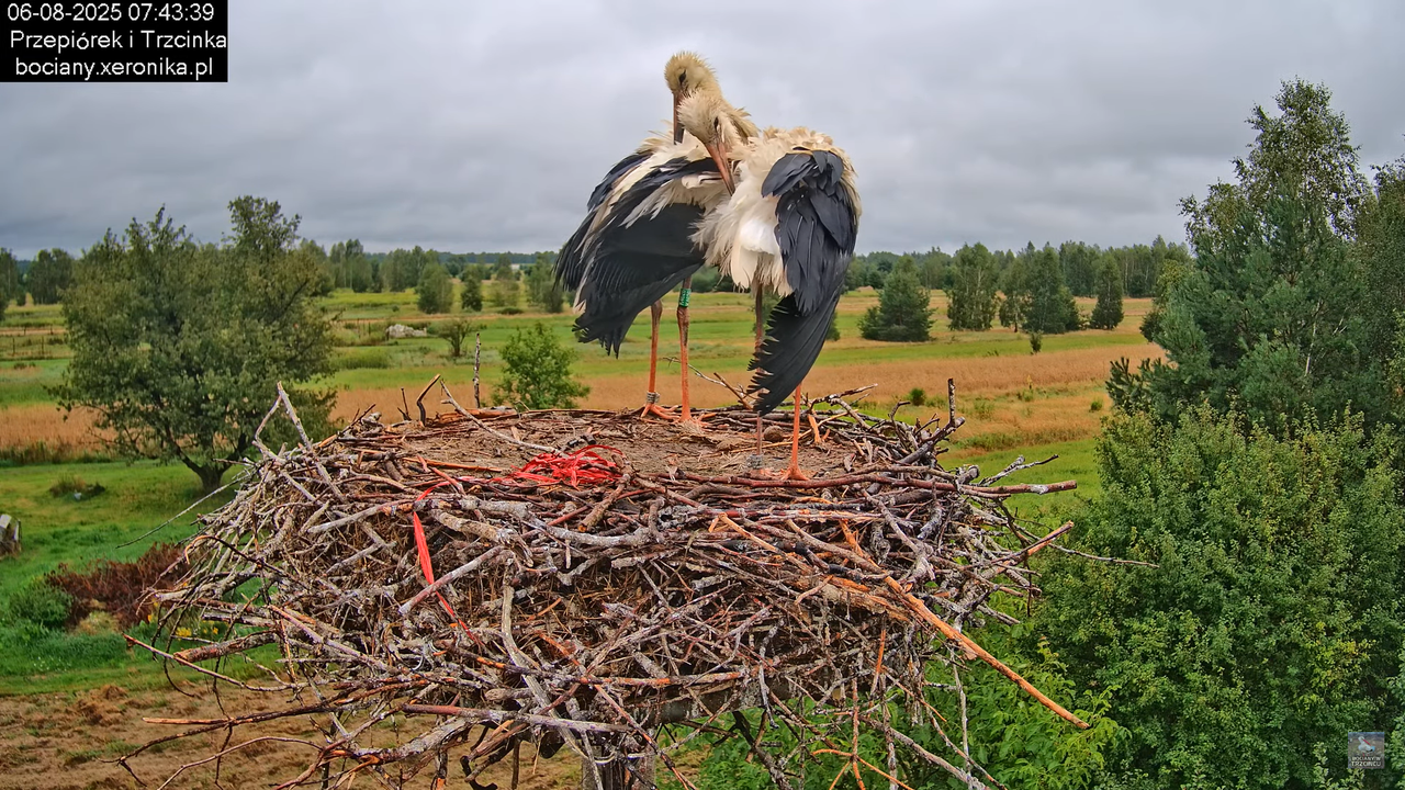 06082025bociany6
