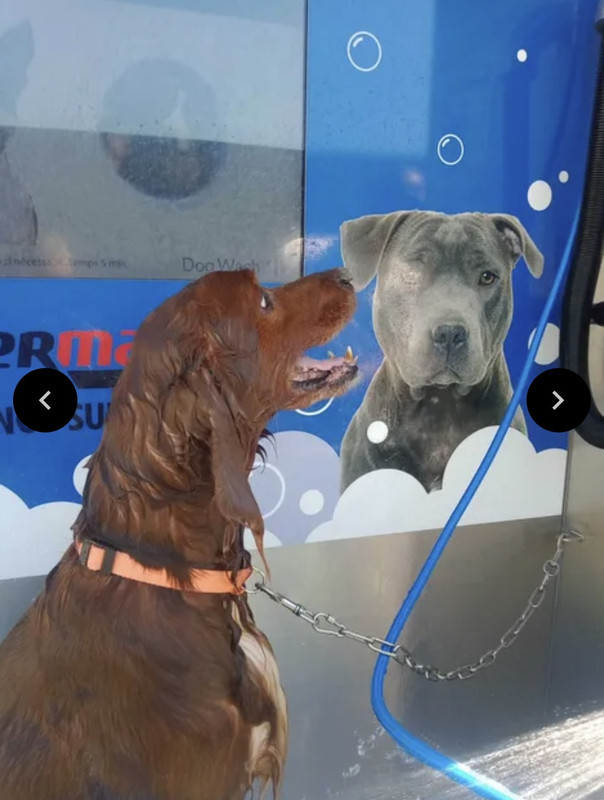 Chien pendant son lavage