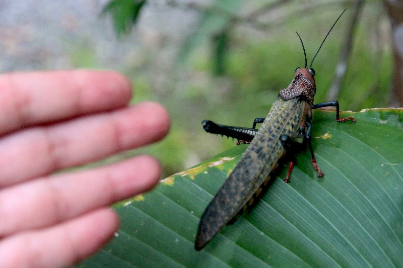 DE TORTUGAS Y PEREZOSOS. COSTA RICA 2019 - Blogs de Costa Rica - DIA 14: PARQUE DE MANUEL ANTONIO (5)